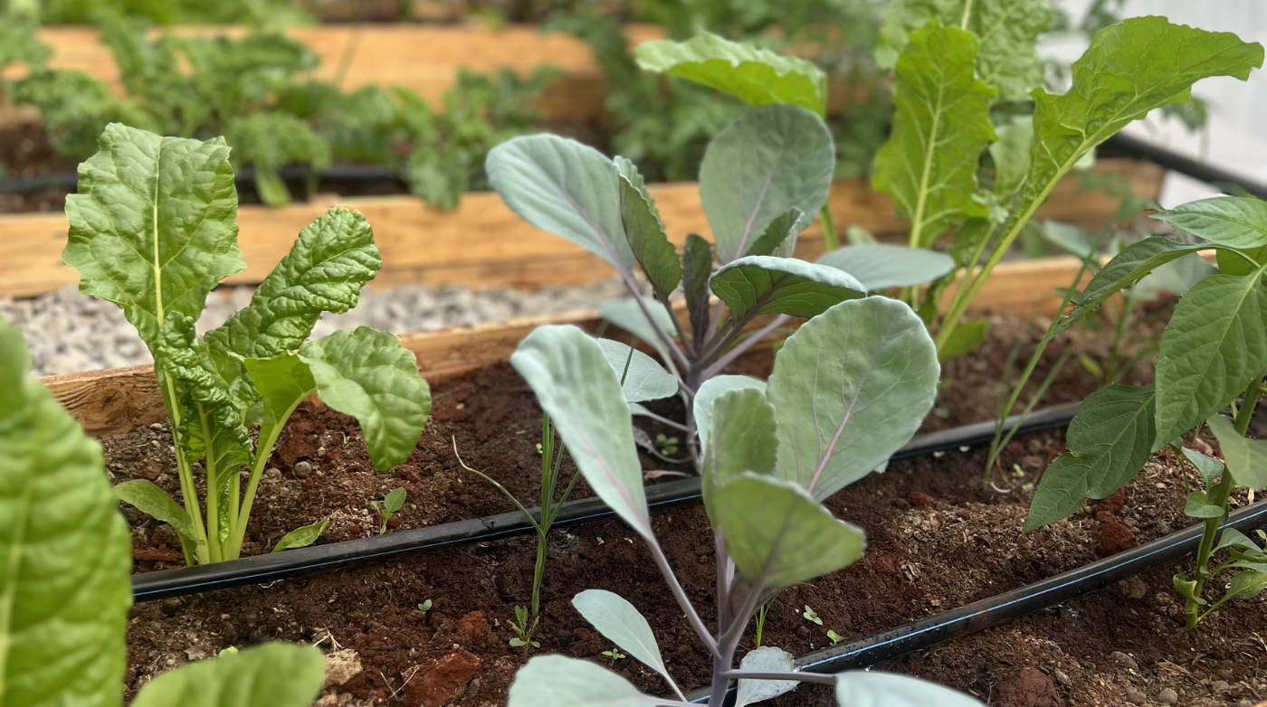 Growing Freedom: Why Food Security Starts at Home