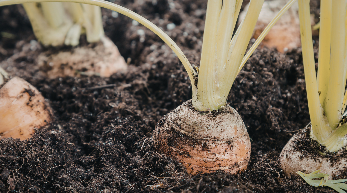 Healthy Soil, Healthy Nation: The Foundation of Clean Food